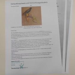Star Vogel Präparat präpariert Tierpräparat mit Genehmigung zum Verkauf 90.307.5
