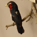 Doppelzahn-Bartvogel (Lybius Bidentatus) Vogelpr&auml;parat taxidermy mit Herkunftsnachweis