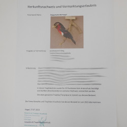 Doppelzahn-Bartvogel (Lybius Bidentatus) Vogelpräparat taxidermy mit Herkunftsnachweis