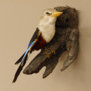 Graukopfliest (Halcyon leucocephala) Vogel Tierpr&auml;parat taxidermy mit Herkunftsnachweis