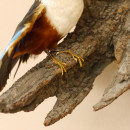 Graukopfliest (Halcyon leucocephala) Vogel Tierpr&auml;parat taxidermy mit Herkunftsnachweis