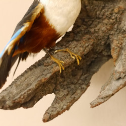Graukopfliest (Halcyon leucocephala) Vogel Tierpräparat taxidermy mit Herkunftsnachweis