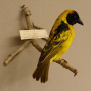 Dorfweber / Textorweber  (Ploceus Cucullatus) Vogelpr&auml;parat taxidermy mit Herkunftsnachweis