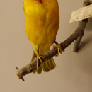 Dorfweber / Textorweber  (Ploceus Cucullatus) Vogelpr&auml;parat taxidermy mit Herkunftsnachweis