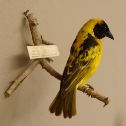 Dorfweber / Textorweber  (Ploceus Cucullatus) Vogelpräparat taxidermy mit Herkunftsnachweis