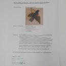 Rotschulter-Raupenfresser (Campephaga phoenicea) Vogelpr&auml;parat  taxidermy mit Herkunftsnachweis