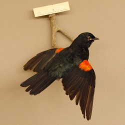 Rotschulter-Raupenfresser (Campephaga phoenicea) Vogelpräparat  taxidermy mit Herkunftsnachweis