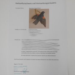 Rotschulter-Raupenfresser (Campephaga phoenicea) Vogelpräparat  taxidermy mit Herkunftsnachweis