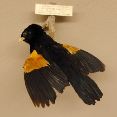 Stummelweber (Coliuspassar Axillaris) Vogelpräparat taxidermy mit Herkunftsnachweis