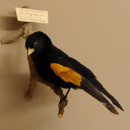 Stummelweber (Coliuspassar Axillaris) Vogelpr&auml;parat taxidermy mit Herkunftsnachweis