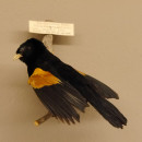 Stummelweber (Coliuspassar Axillaris) Vogelpr&auml;parat taxidermy mit Herkunftsnachweis