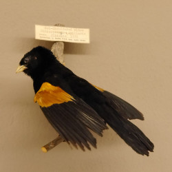 Stummelweber (Coliuspassar Axillaris) Vogelpräparat taxidermy mit Herkunftsnachweis
