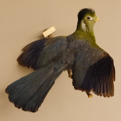 Weißohrturako (Tauraco leucotis) Vogel Präparat taxidermy mit Genehmigung