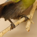 Wei&szlig;ohrturako (Tauraco leucotis) Vogel Pr&auml;parat taxidermy mit Genehmigung