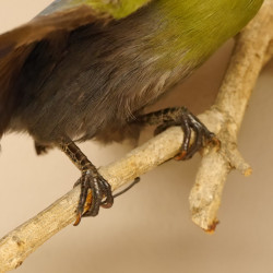 Weißohrturako (Tauraco leucotis) Vogel Präparat taxidermy mit Genehmigung