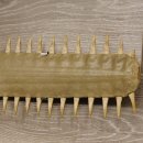 Sägefisch Rostrum mit 62 Zähne Länge 122cm Präparat Sägerochen