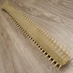 Sägefisch Rostrum mit 62 Zähne Länge 122cm Präparat Sägerochen