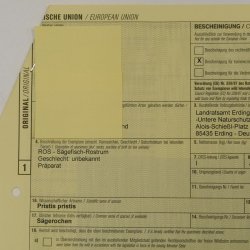 Sägefisch Rostrum mit 62 Zähne Länge 122cm Präparat Sägerochen