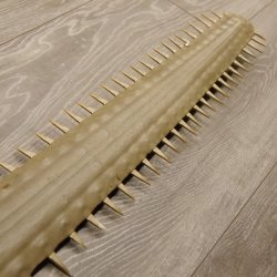 Sägefisch Rostrum mit 62 Zähne Länge 122cm Präparat Sägerochen