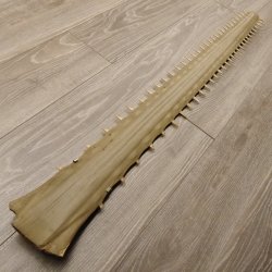 Sägefisch Rostrum mit 62 Zähne Länge 122cm Präparat Sägerochen
