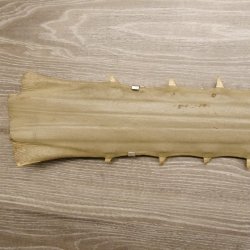 Sägefisch Rostrum mit 62 Zähne Länge 122cm Präparat Sägerochen