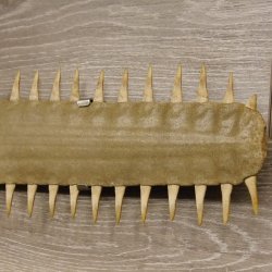 Sägefisch Rostrum mit 62 Zähne Länge 122cm Präparat Sägerochen