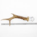 Décapsuleur Décapsuleur Bois de cerf Corne Corne de ramure Longueur 28 cm 27.1.424