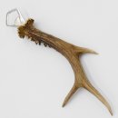 Décapsuleur Décapsuleur Bois de cerf Corne Corne de ramure Longueur 28 cm 27.1.424