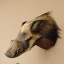 Pinselohrschwein Flussschwein Potamochoerus porcus Schwein Keiler Kopf