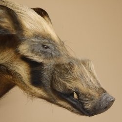 Pinselohrschwein Flussschwein Potamochoerus porcus Schwein Keiler Kopf