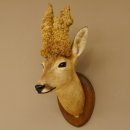 Perückenbock Rehbock Kopf Schulter Präparat Höhe 54 cm Geweih Bock Reh auf Trophäenschild Kopfpräparat 85.11.68