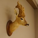 Perückenbock Rehbock Kopf Schulter Präparat Höhe 54 cm Geweih Bock Reh auf Trophäenschild Kopfpräparat 85.11.68