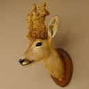 Perückenbock Rehbock Kopf Schulter Präparat Höhe 54 cm Geweih Bock Reh auf Trophäenschild Kopfpräparat 85.11.68