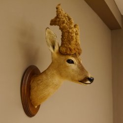 Perückenbock Rehbock Kopf Schulter Präparat Höhe 54 cm Geweih Bock Reh auf Trophäenschild Kopfpräparat 85.11.68