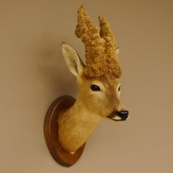 Perückenbock Rehbock Kopf Schulter Präparat Höhe 54 cm Geweih Bock Reh auf Trophäenschild Kopfpräparat 85.11.68