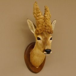 Perückenbock Rehbock Kopf Schulter Präparat Höhe 54 cm Geweih Bock Reh auf Trophäenschild Kopfpräparat 85.11.68