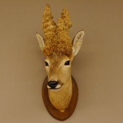 Perückenbock Rehbock Kopf Schulter Präparat Höhe 54 cm Geweih Bock Reh auf Trophäenschild Kopfpräparat 85.11.68