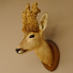 Perückenbock Rehbock Kopf Schulter Präparat Höhe 54 cm Geweih Bock Reh auf Trophäenschild Kopfpräparat 85.11.68
