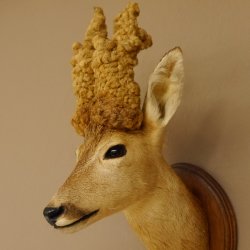 Perückenbock Rehbock Kopf Schulter Präparat Höhe 54 cm Geweih Bock Reh auf Trophäenschild Kopfpräparat 85.11.68