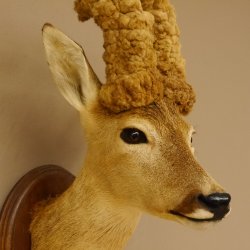 Perückenbock Rehbock Kopf Schulter Präparat Höhe 54 cm Geweih Bock Reh auf Trophäenschild Kopfpräparat 85.11.68