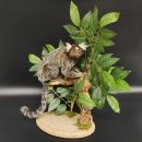 Weißbüscheläffchen Affe Präparat taxidermy Ganzpräparat mit Herkunftsnachweis
