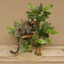 Weißbüscheläffchen Affe Präparat taxidermy Ganzpräparat mit Herkunftsnachweis