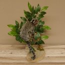 Weißbüscheläffchen Affe Präparat taxidermy Ganzpräparat mit Herkunftsnachweis