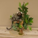 Weißbüscheläffchen Affe Präparat taxidermy Ganzpräparat mit Herkunftsnachweis