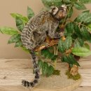 Weißbüscheläffchen Affe Präparat taxidermy Ganzpräparat mit Herkunftsnachweis