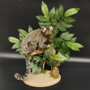 Weißbüscheläffchen Affe Präparat taxidermy Ganzpräparat mit Herkunftsnachweis