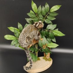 Weißbüscheläffchen Affe Präparat taxidermy Ganzpräparat mit Herkunftsnachweis