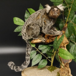 Weißbüscheläffchen Affe Präparat taxidermy Ganzpräparat mit Herkunftsnachweis