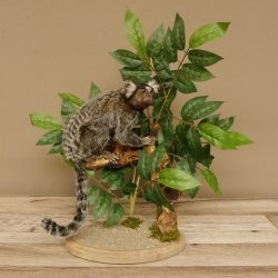 Weißbüscheläffchen Affe Präparat taxidermy Ganzpräparat mit Herkunftsnachweis