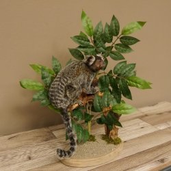 Weißbüscheläffchen Affe Präparat taxidermy Ganzpräparat mit Herkunftsnachweis